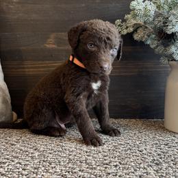 Arlo - Brown male Chesapeake Bay Retriever puppy in Ulen, Minnesota from North Wind Gundogs