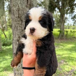 Bo Peep - Tri-color female Bernese Mountain Dog puppy in Fort Meade, Florida from Baldwin Dood Ranch