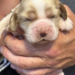 Boy 2 - Buff male Cocker Spaniel puppy in Haines City, Florida from Camic Cockapoos