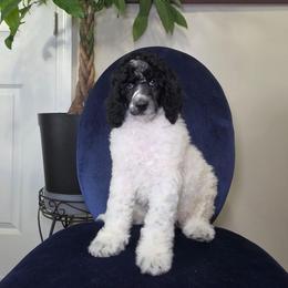 Patriot - Black male Poodle puppy in Plainfield, New Jersey from Caris Paws Poodles and Labradoodles