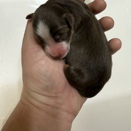 Marshall - Red tri male Miniature Australian Shepherd puppy in Natural Dam, Arkansas from Natural State Aussies
