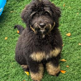 Jazz - Tri-color female Bernedoodle puppy in Rose Hill, North Carolina from Red Door Canines