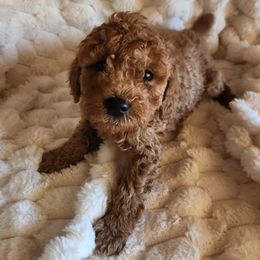 Meeko - Red  male Poodle puppy in San Tan Valley, Arizona from Desert Storm Poodles