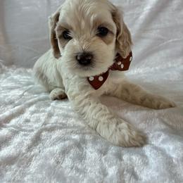 Mario - Buff male Cockapoo puppy in Adrian, Oregon from ApplebyFarm
