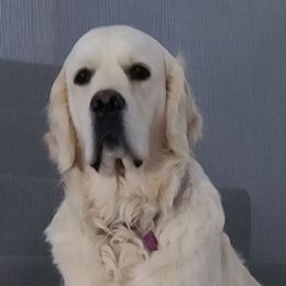 Caity - Golden Retriever