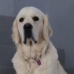 Caity - Golden Retriever