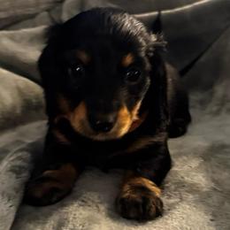 Poppy - Black and tan female Dachshund puppy in Asheboro, North Carolina from With Love From Maggie