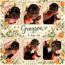 Grayson - Black and tan male Yorkipoo puppy in Tangipahoa County, Louisiana from Riche’ Louisiana Yorkies