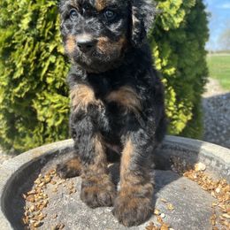 Assorted Doodle Crosses, Aussiedoodle, Bernedoodle, and Poodle Puppies from Pear Tree Prairie Doodles