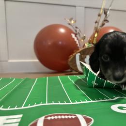 Black and cream brindle - Black and cream male Dachshund puppy in Crestview, Florida from Neverending Dachies