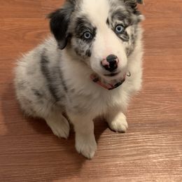 Border Collie Puppies from Shill Border Collies