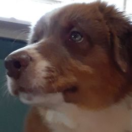 Star - Australian Shepherd