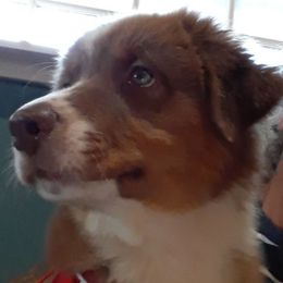 Star - Australian Shepherd