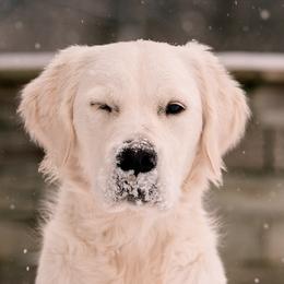 Golden Retrievers from Indy's God Given Goldens