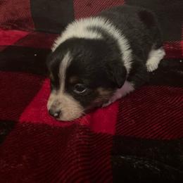 Almond Joy - Blue female Australian Cattle Dog puppy in Lancaster, Minnesota from Weleski Chocolate Heelers