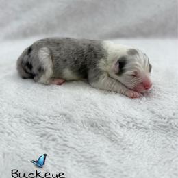 Buckeye - Blue merle male Australian Shepherd puppy in Jonesborough, Tennessee from Lotus Australian Shepherds
