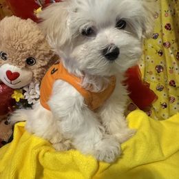 Maltese Puppies from The Royal Furbabies