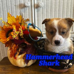 Hammerhead Shark- Blue Collar - Red male Pembroke Welsh Corgi puppy in Olathe, Colorado from Rocking LJ Breeding