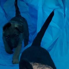 Belgian Laekenois Puppies from Cal Curly Coats Belgian Laekenois