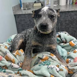 Australian Cattle Dogs from CT Mini Heelers