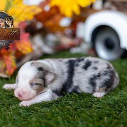 Detour - Blue merle male Toy Australian Shepherd puppy in Granbury, Texas from Best Little Aussies