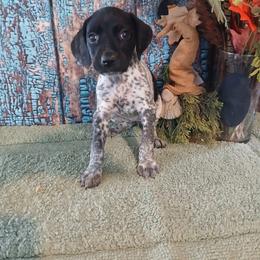 Girl 2 - Liver female German Shorthaired Pointer puppy in Laporte, Minnesota from Northern Odyssey Gun Dogs