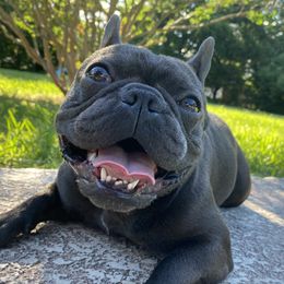 Stormi - French Bulldog