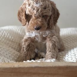 Bernedoodle, Goldendoodle, and Poodle Puppies from Central Valley Canine Companions