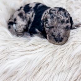 Blue merle - Merle female Labradoodle puppy in Davison, Michigan from Dreaming Doodles