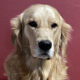 Otis - Golden Retriever