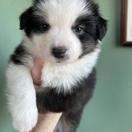 Curry - Black tri male Miniature American Shepherd puppy in Greenboro, North Carolina from Rustlingrass Miniature American Shepherds