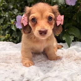 Medium Roast - Cream female Dachshund puppy in Coldwater, Mississippi from Under the Stars Minis