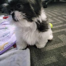 Shih Tzu Puppies from LaDawn’s Little Lions