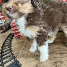 Aussiedoodle and Goldendoodle Puppies from Saddle Hill Farms