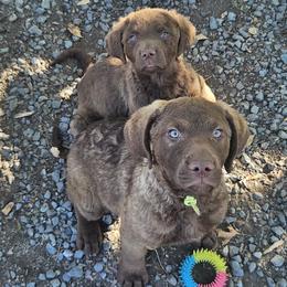 Yellow - Brown female Chesapeake Bay Retriever puppy in Merlin, Oregon from Creekside Chesapeakes