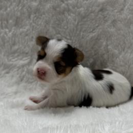 Sarabi AKC - Chocolate, tan and white female Yorkshire Terrier puppy in Labelle, Florida from Chocolate and Parti Yorkies in Florida