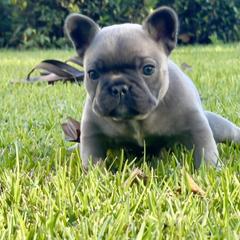 French Bulldog Puppies from NC Pawsibilities