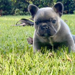 French Bulldog Puppies from NC Pawsibilities
