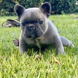 French Bulldog Puppies from NC Pawsibilities