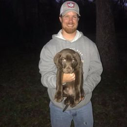 Labrador Retriever Puppies from Midnight Ridge Retrievers LLC