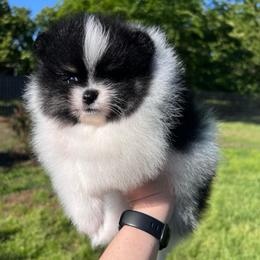 Girl 1 - Black and tan parti female Pomeranian puppy in Newalla, Oklahoma from Classy Poms