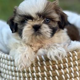 Miss dark pink - Brindle and white female Shih Tzu puppy in Waco, Texas from Shih Tzus To Love