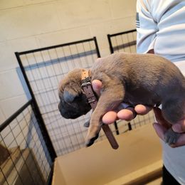 Boy 5 - Cane Corso puppy in Sturgeon Lake, Minnesota from Coffee Lake K9s