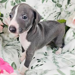 Vivaldi - Blue male Italian Greyhound puppy in Cadwell, Georgia from All The DoDa Day Italian Greyhounds