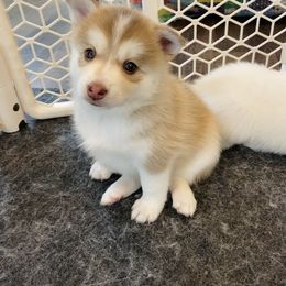 Pomsky Puppies from Goodness Gracious Pomskies