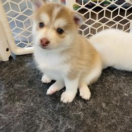 Pomsky Puppies from Goodness Gracious Pomskies