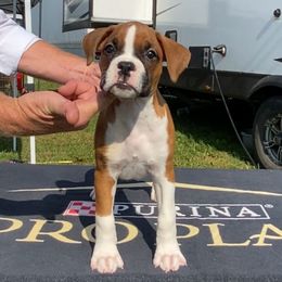Ali - Fawn male Boxer puppy in Oregon, Illinois from Schaible's Boxer Huddle
