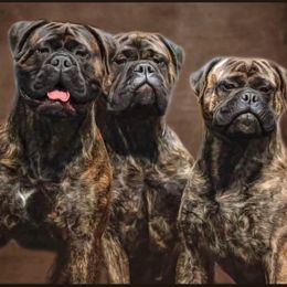 Bullmastiff Puppies from Amulet Bullmastiffs
