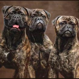 Bullmastiff Puppies from Amulet Bullmastiffs