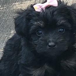 Aussiedoodles, Goldendoodles, and Poodles from Wiggle Bottom Kennels